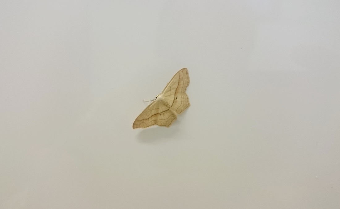 Richiesta di conferma -  Scopula (Calothysanis) imitaria, Geometridae